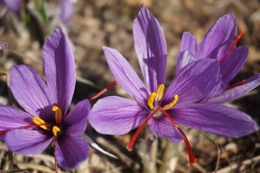 Close-up of blooming Pampore Kashmir saffron flowers with vivid purple petals and red stigmas