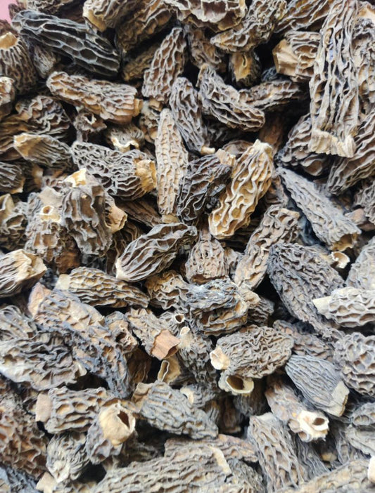 Guchhi Morel Mushrooms: Kashmir's Rarest Treasure — B2B Wholesale & Export Supply