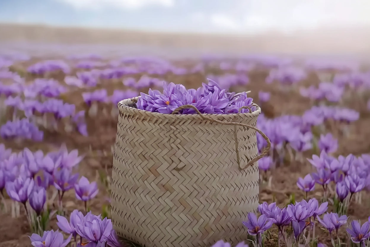 Pure Kashmiri Saffron 1 gm - Brew Soul Tea and Spices