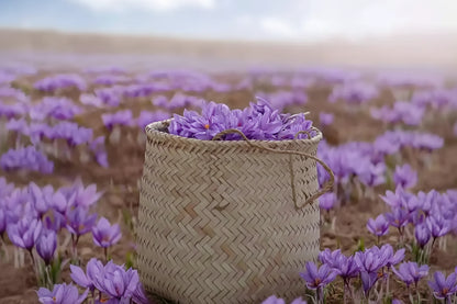 Pure Kashmiri Saffron 1 gm - Brew Soul Tea and Spices