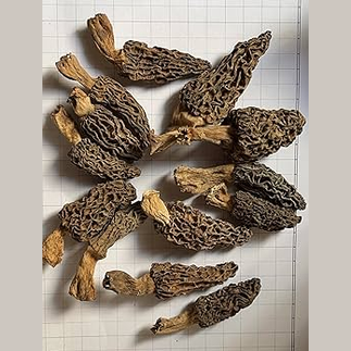Guchhi Morel Mushrooms B2B Wholesale | Wild Kashmiri Morels | Export Supply