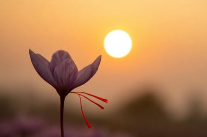 Pure Kashmiri Saffron 1 gm - Brew Soul Tea and Spices