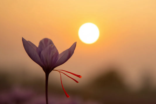 Pure Kashmiri Saffron 1 gm - Brew Soul Tea and Spices